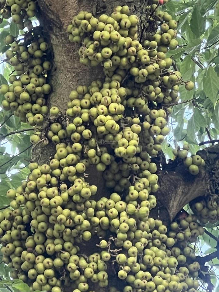 Bán đất tại đường bưng môn, long thành, 4,4 tỷ, 218 m2 đẹp, nhiều tiện ích