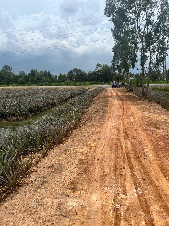 Cần bán đất (35m x 100m) 3585m2 xã thạnh lợi, huyện bến lức, tỉnh long an 300 nghìn/m2