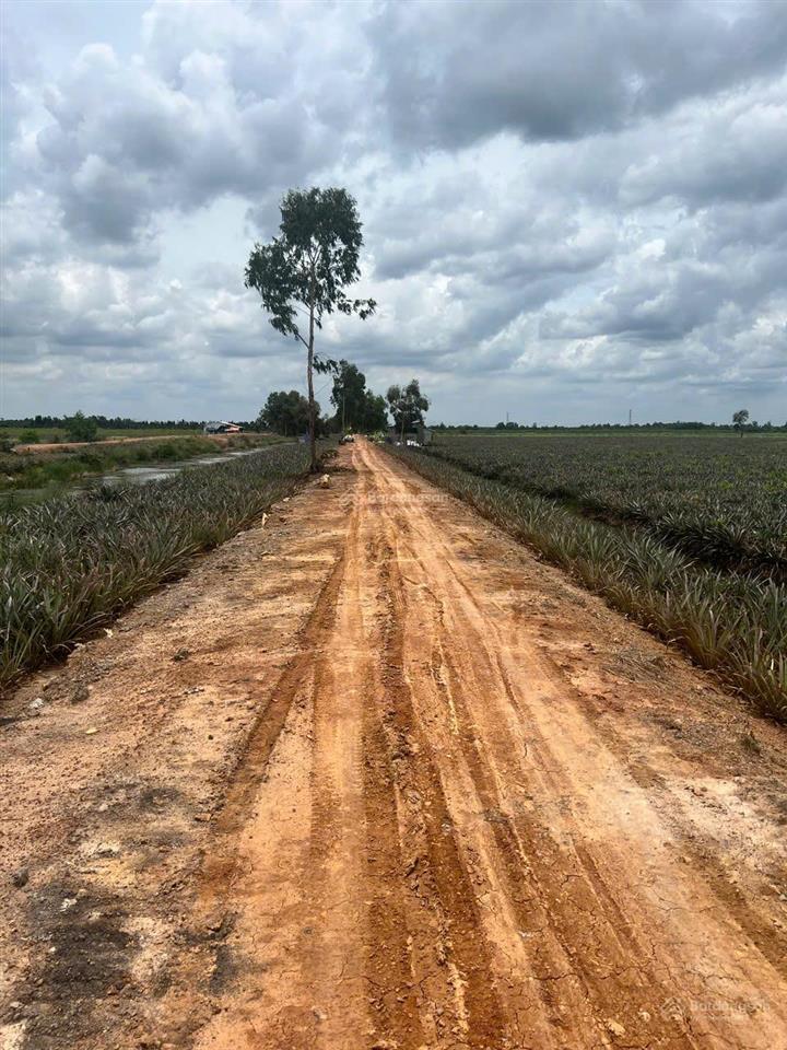 Cần bán đất (35m x 100m) 3585m2 xã thạnh lợi, huyện bến lức, tỉnh long an 300 nghìn/m2