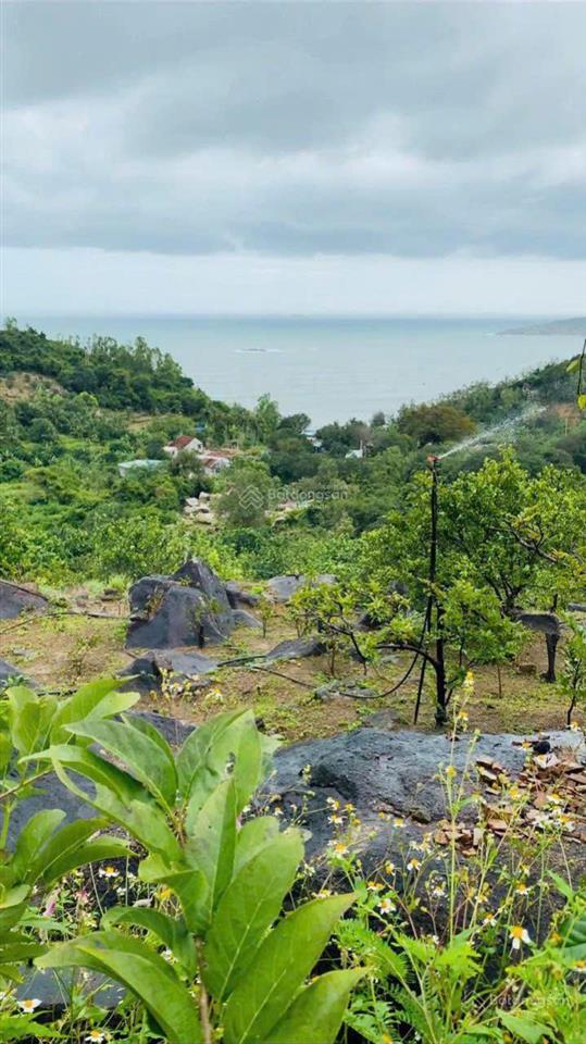 Bán đất tại giáp an thọ  tuy an tây đắk lắk, cao nguyên vân hòa, giá cực chất 1580 triệu, 1950m2