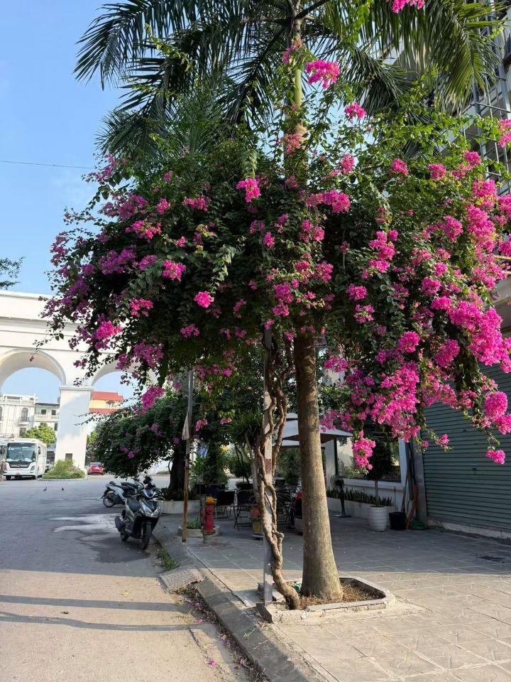 Bán 115m2 giá rẻ, bán gấp -- KĐT Khai Sơn, phường Song Liễu, thành phố Bắc Ninh