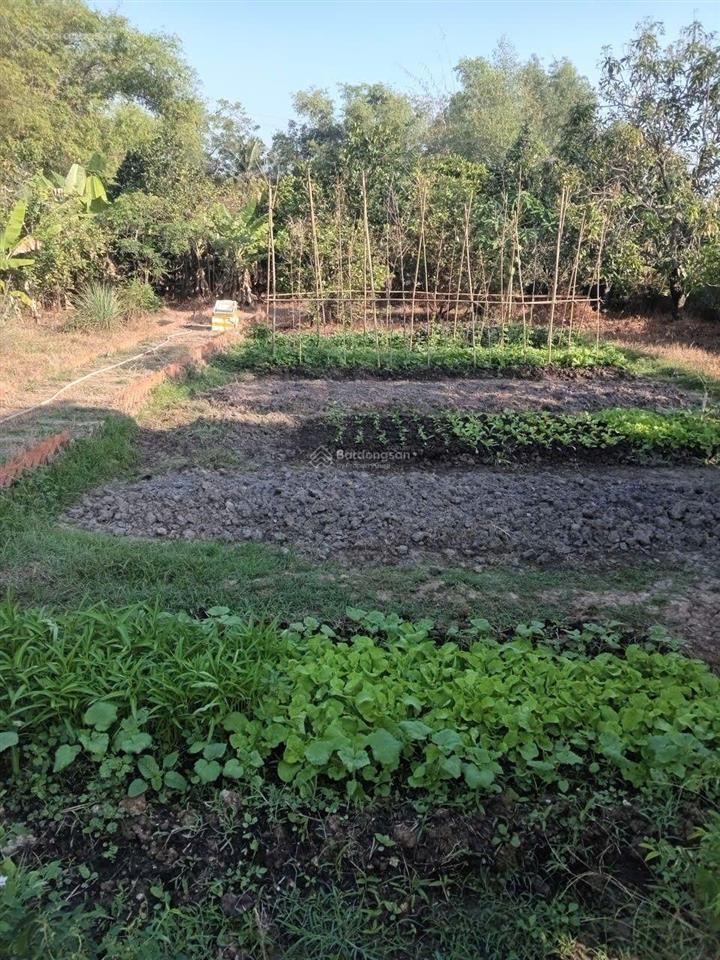 Bán nhà vườn có sẵn nhà chòi. nhà cấp 4 vườn cây ăn trái. xã hiệp hòa long an hướng gần sân golf