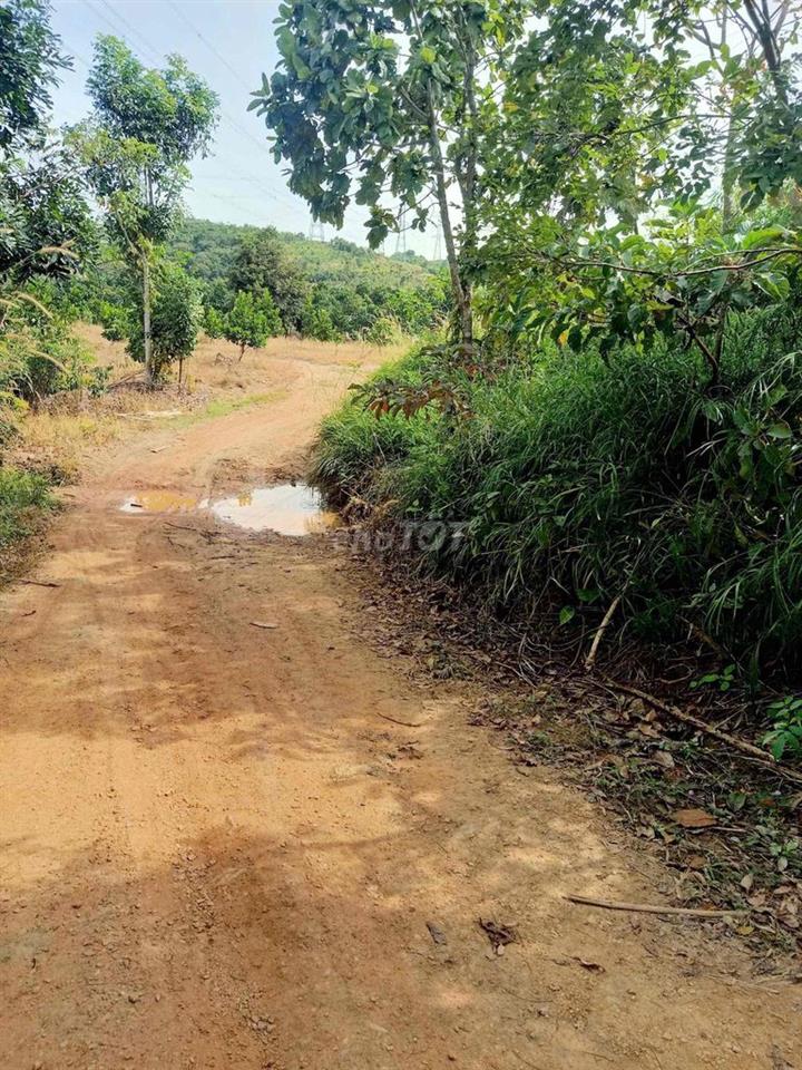 🔥 CƠ HỘI VÀNG ĐẦU TƯ - 11HA ĐẤT TÂN LẬP HÀM THUẬN NAM GI.Á SIÊU TỐT 🔥