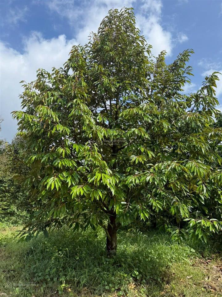 Cần bán mảnh vườn nghỉ dưỡng 2300m2, siêu dễ thương ngụ tại thị trấn đạm ri, nay là xã đạ huoai 2