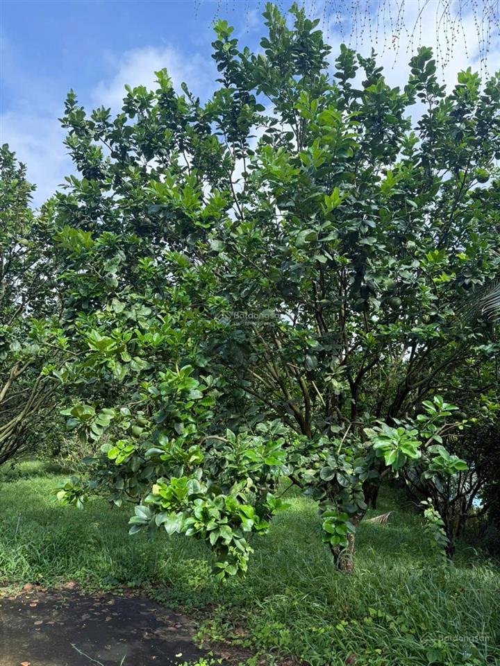 Cần bán mảnh vườn nghỉ dưỡng 2300m2, siêu dễ thương ngụ tại thị trấn đạm ri, nay là xã đạ huoai 2