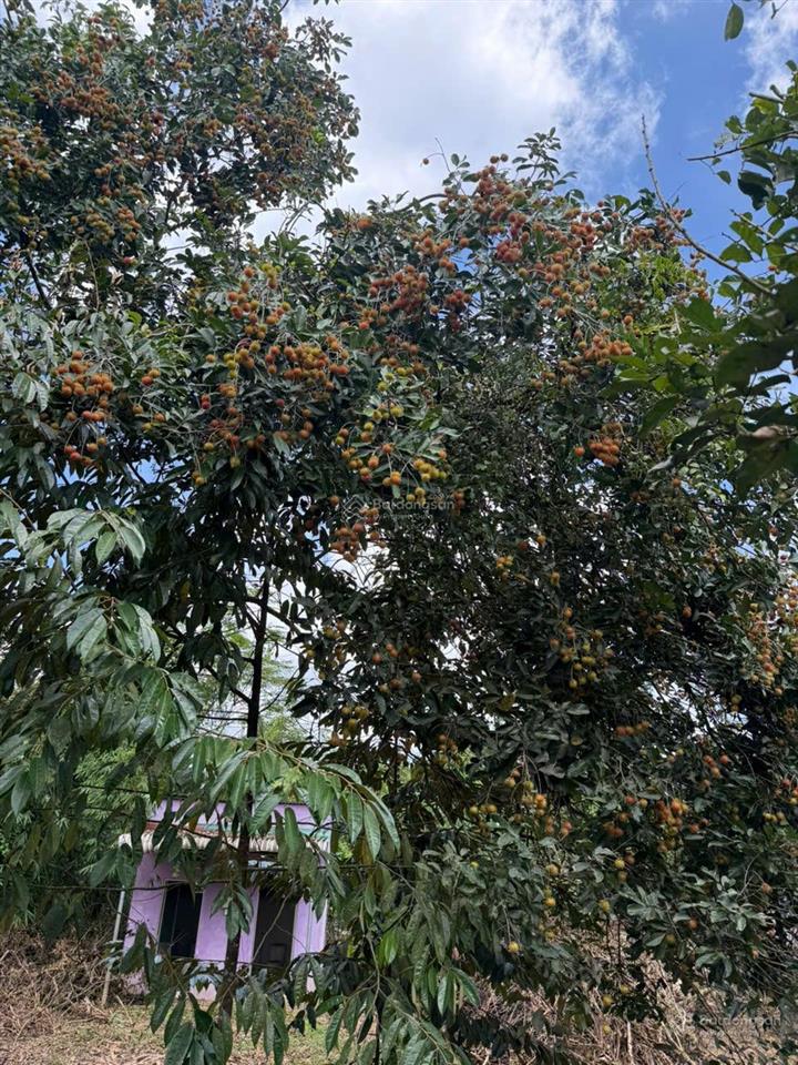 Cần bán mảnh vườn nghỉ dưỡng toạ lạc tại xã đạploa cũ nay là xã đạ huoai 3 với diện tích 4000 m2