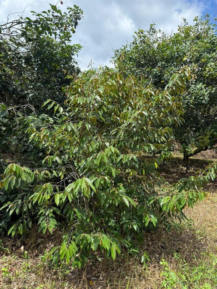 Cần bán mảnh vườn nghỉ dưỡng toạ lạc tại xã đạploa cũ nay là xã đạ huoai 3 với diện tích 4000 m2