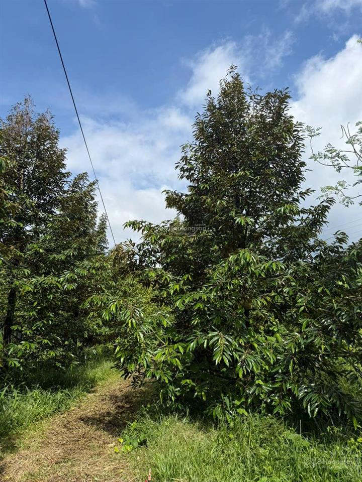 Cần bán mảnh vườn nghỉ dưỡng 2300m2, siêu dễ thương ngụ tại thị trấn đạm ri, nay là xã đạ huoai 2