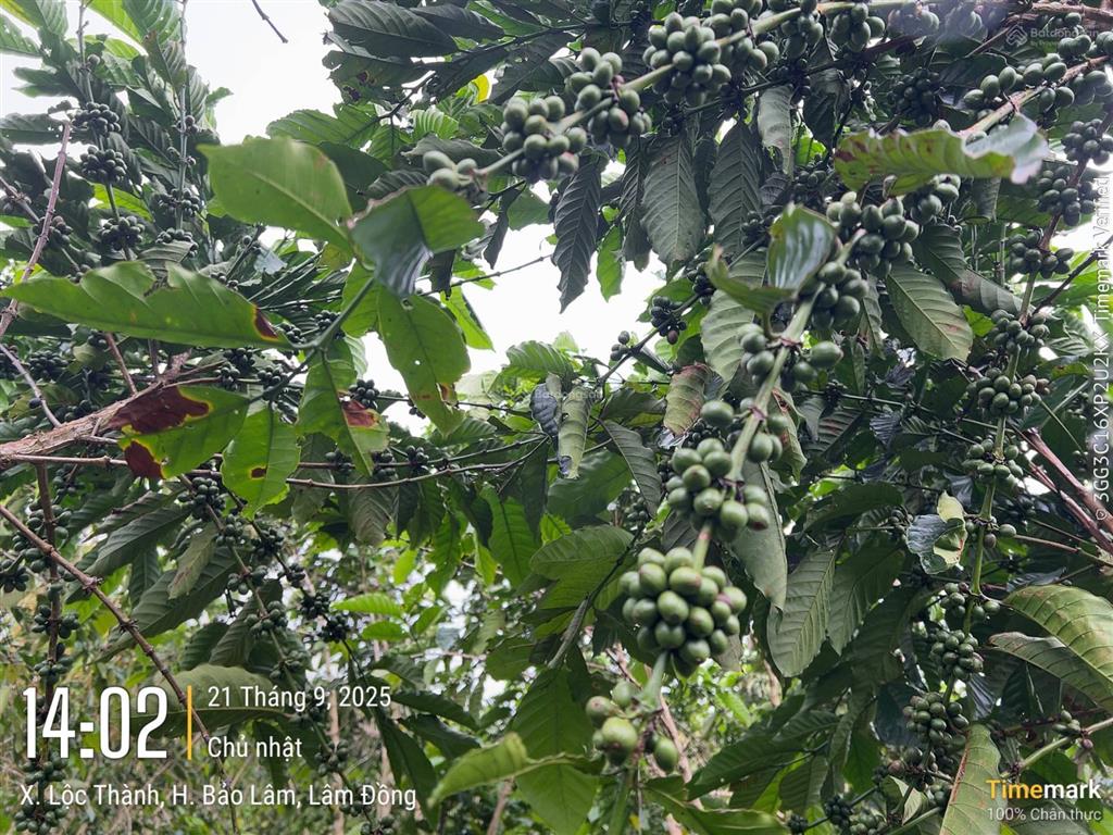 Mảnh đất lý tưởng để nghỉ dưỡng hoặc xây dựng homestay. khu cắm trại  thu nhập hằng năm 3 tấn cafe