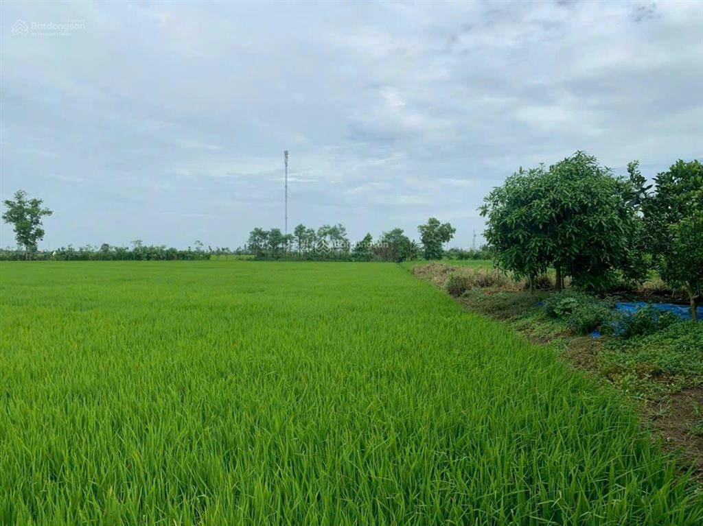 Cần bán 1,2ha đất ruộng tại vàm láng, đối diện cty ống thép. giá 3tỷ500tr.  0901 311 ***