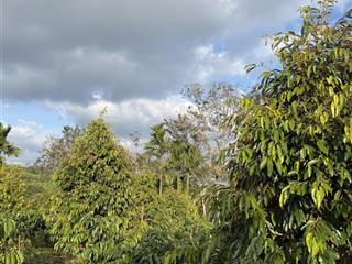 Chính chủ bán rẫy full sầu riêng & cà phê cách trung tâm buôn hồ khoảng 8km