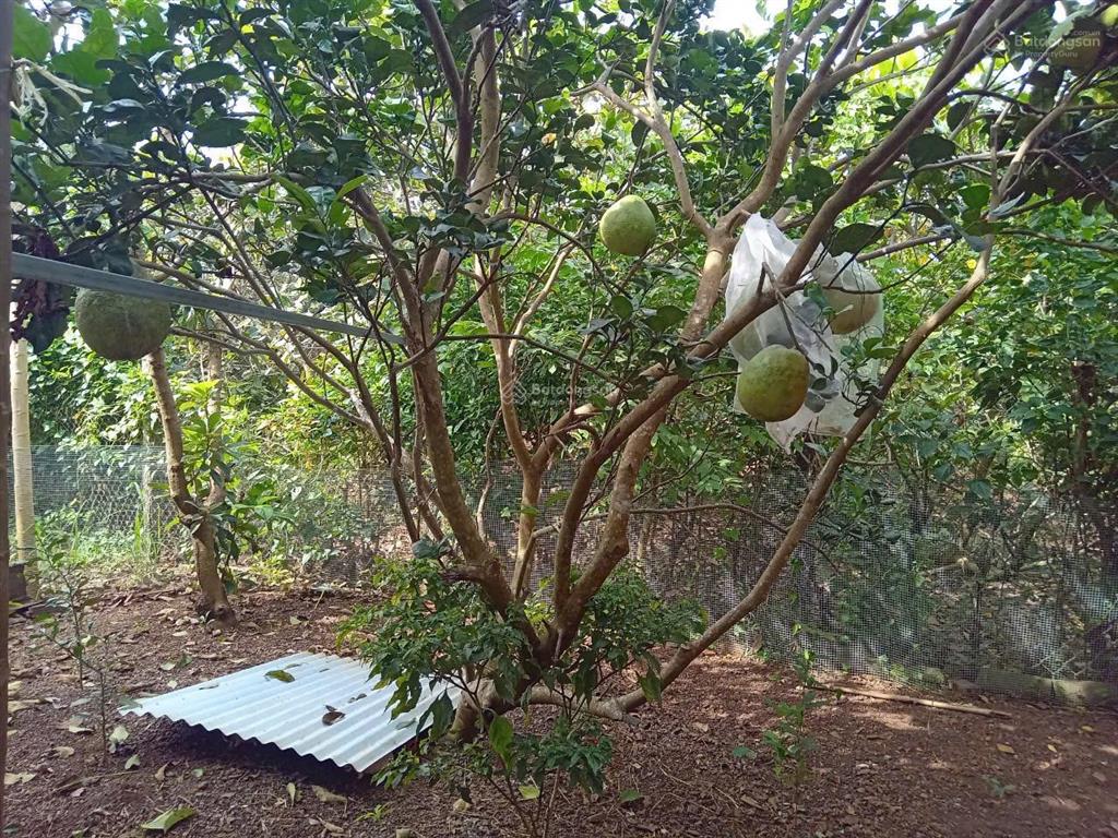 Chính chủ bán nhà cấp 4 cần bán diện tích 240m2 thổ cư tại xã lộ 25, đồng nai