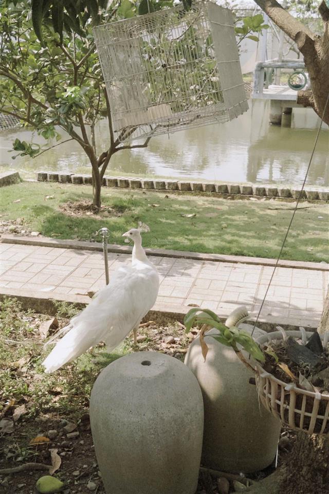 Bán nhà vườn biệt thự gần chợ bình chánh. biệt thự vườn dành cho đại gia lắm tiền