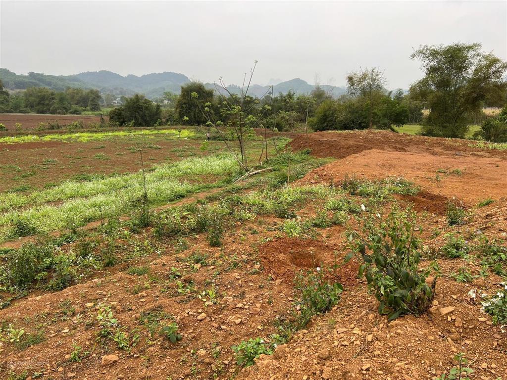 Chính chủ cần bán 1,4ha đất tại mỹ hòa  tân lạc, suối chạy quanh, sẵn 400m2 tc