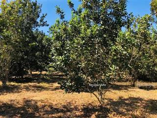 Hạ giá từ 6tỷ5 còn 5tỷ980 lô đất 2hecta quảng sơn. 0984 585 ***