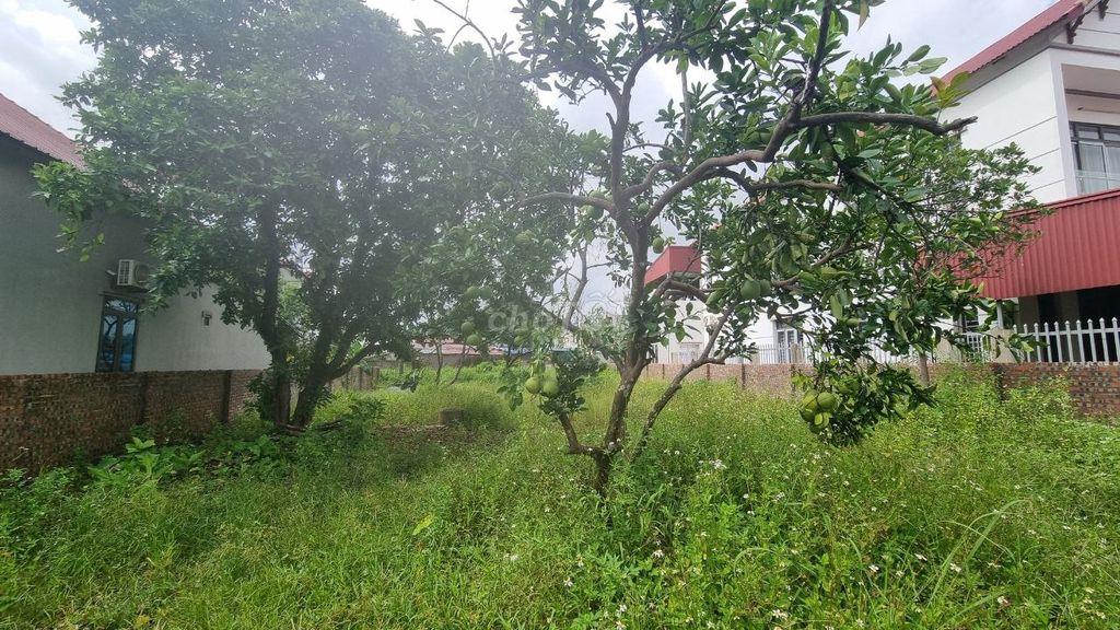 Chính chủ cho thuê đất 700m² gần Đền Sóc – Phù hợp kho bãi, nhà vườn