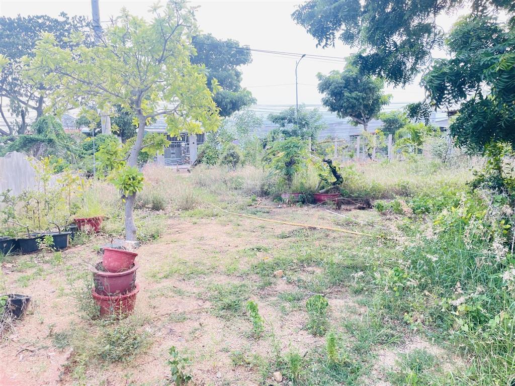 Bán đất ninh hải ninh thuận 447m2 có 306m2 đất ở sổ hồng riêng giá tốt  0945 352 ***