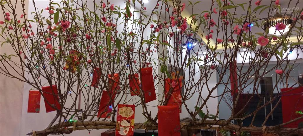 Bán căn liền kế/shophouse hoàn thiện full nội thất  rẻ như căn thô cùng dãy.  0982 996 ***