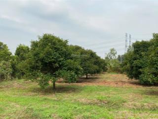 Chính chủ bán 2.938,5 m2 đất trồng cây lâu năm xã bình mỹ (trung an cũ), h. củ chi, tp. hồ chí minh