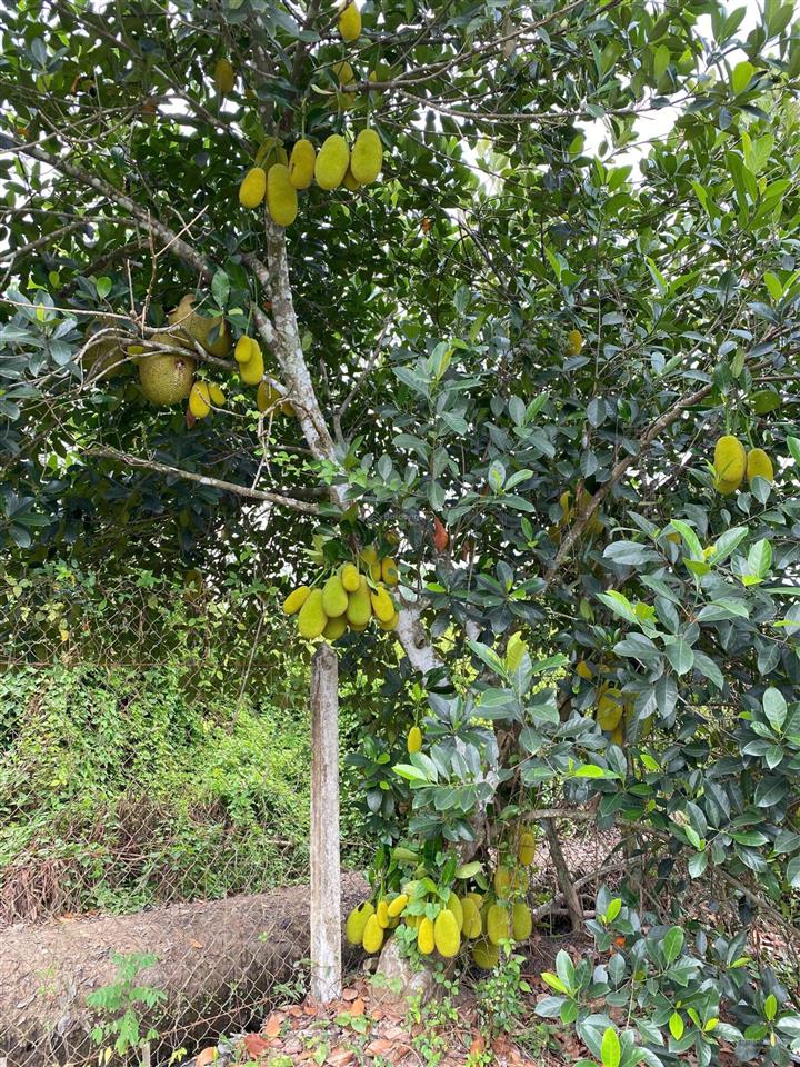 Chính chủ bán 2.938,5 m2 đất trồng cây lâu năm xã bình mỹ (trung an cũ), h. củ chi, tp. hồ chí minh