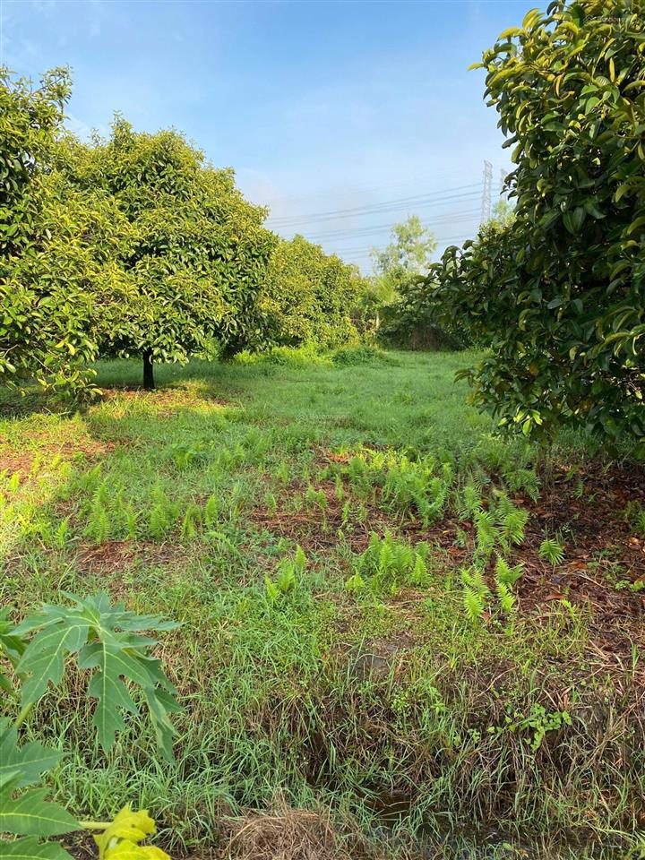 Chính chủ bán 2.938,5 m2 đất trồng cây lâu năm xã bình mỹ (trung an cũ), h. củ chi, tp. hồ chí minh