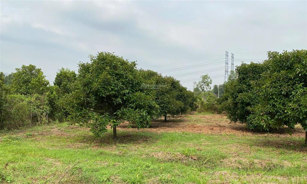 Chính chủ bán 2.938,5 m2 đất trồng cây lâu năm xã bình mỹ (trung an cũ), h. củ chi, tp. hồ chí minh