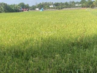 Chủ gửi bán 2000m đất lúa. giá 1 tỷ 200 triệu