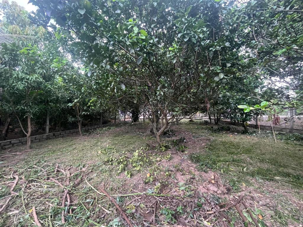 Chỉ 2 tỷ sở hữu 335,6m đất thổ cư sẵn vườn bưởi, mít, dừa ô tô tận đất suối hiệp, diên khánh