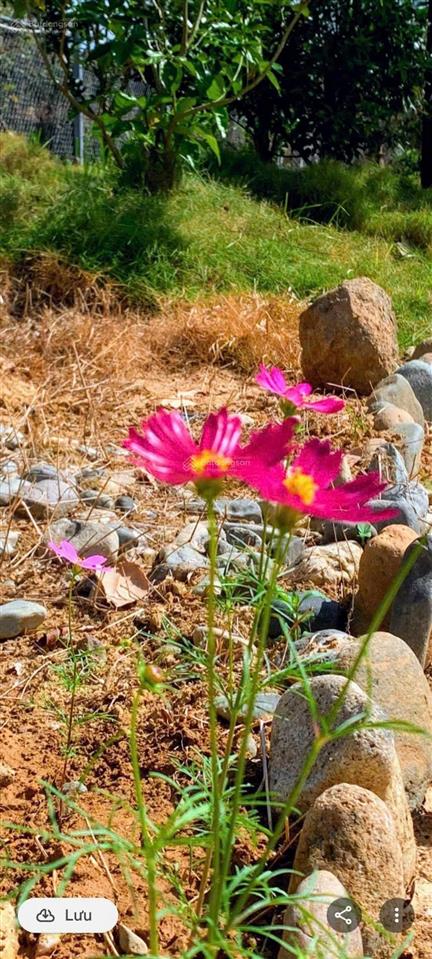 Bán đất sông cầu khánh vĩnh 1.000m2, xây nhà vườn, đầu tư sinh lời