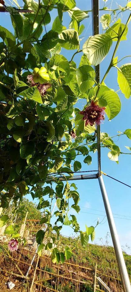 Chủ ngộp nh cắt lỗ 300 triệu, đất vườn view siêu đẹp hồ trị an tại xã la ngà, định quán, đồng nai