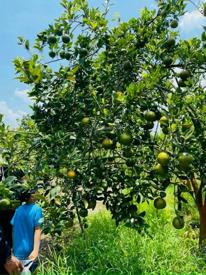 Bán đất tại xã la ngà, đồng nai, 645 triệu, 1184m2, ngay điểm xuống cao tốc hồ chí minh  tân phú