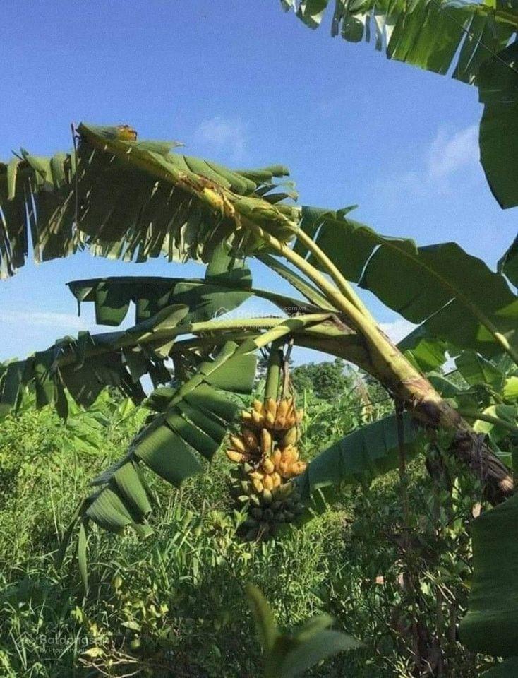 Bán không gian sống xanh  trong lành 744 triệu cho 1424m2, gần sông la ngà và hồ trị an