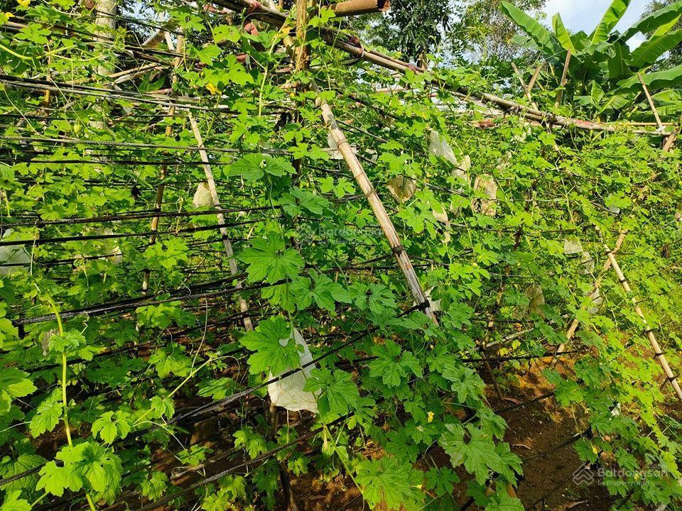 Bán không gian sống xanh  trong lành 744 triệu cho 1424m2, gần sông la ngà và hồ trị an