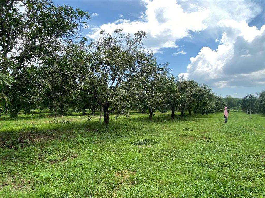 Chủ ngộp cần bán đất vườn view sông la ngà 1.000m2 chỉ 540tr cách cạnh nút giao cao tốc 4km