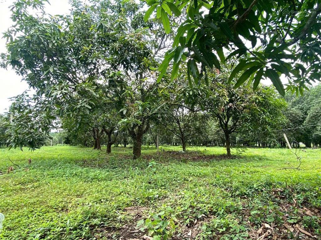 Chủ ngộp cần bán đất vườn view sông la ngà 1.000m2 chỉ 540tr cách cạnh nút giao cao tốc 4km