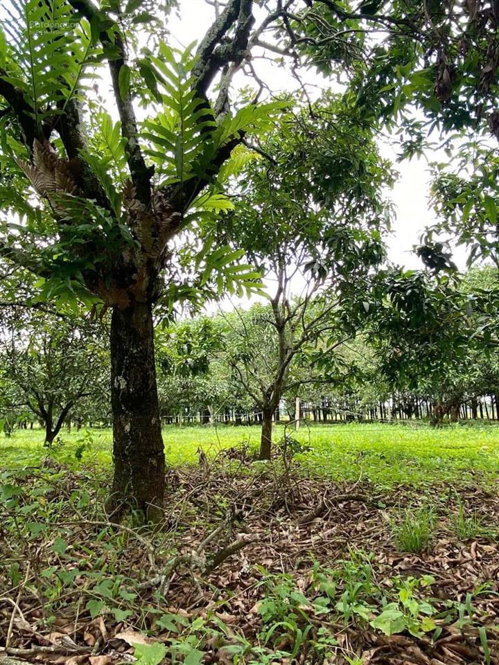 Chủ ngộp cần bán đất vườn view sông la ngà 1.000m2 chỉ 540tr cách cạnh nút giao cao tốc 4km