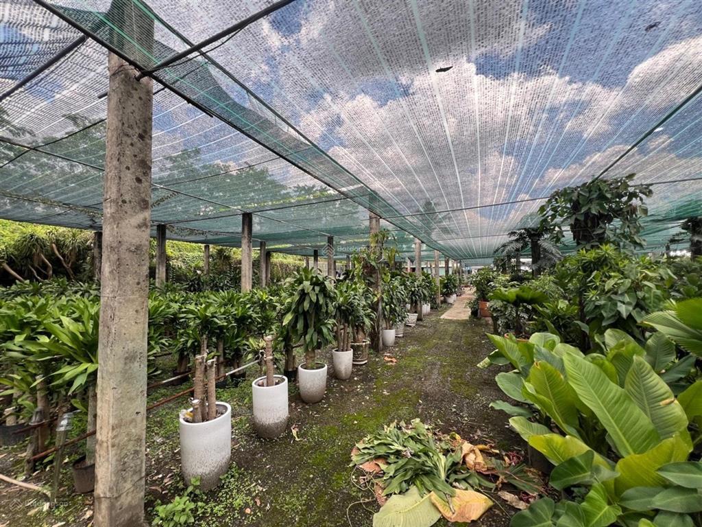 Cực hot, mặt tiền nguyễn duy trinh, gần 6000m2 thổ cư, khu đông tăng long, nhỉnh 100tr/m2