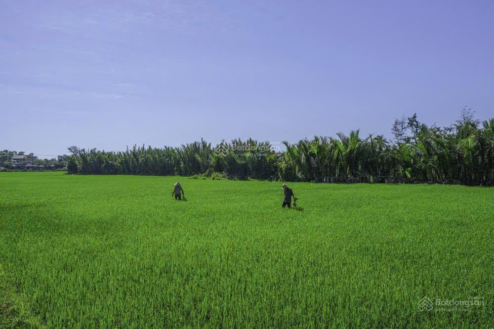 Bán đất hội an tặng nhà view cánh đồng cẩm thanh mát mẻ không ngập lụt.