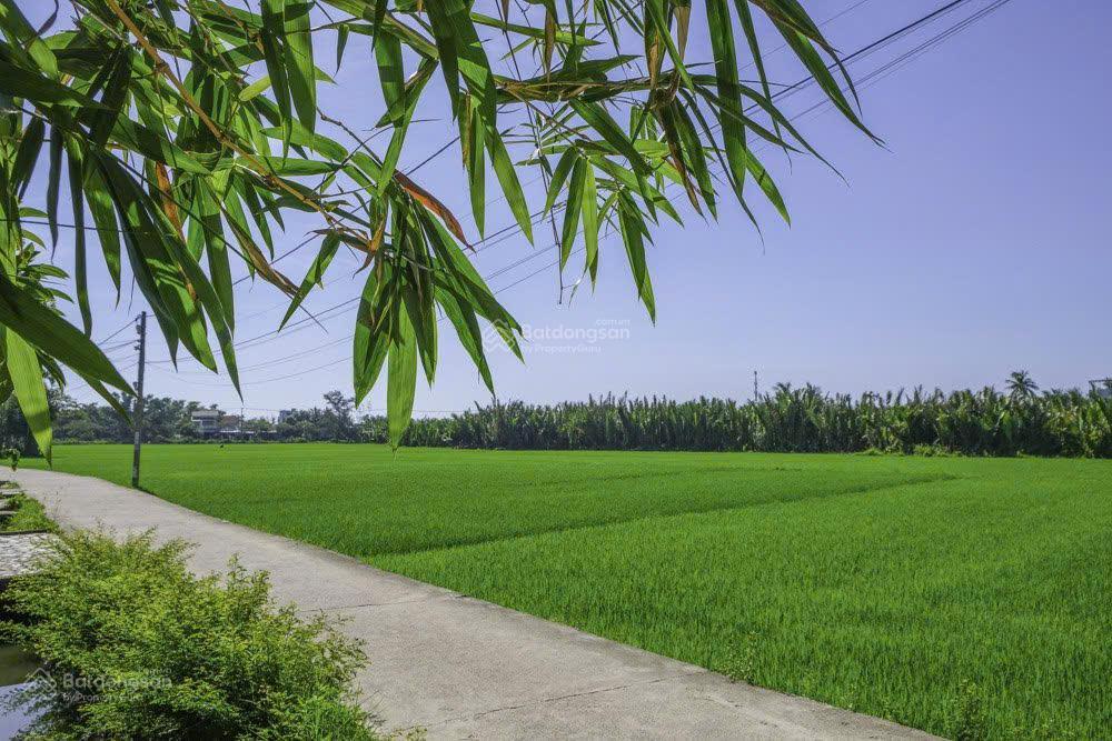 Bán đất hội an tặng nhà view cánh đồng cẩm thanh mát mẻ không ngập lụt.