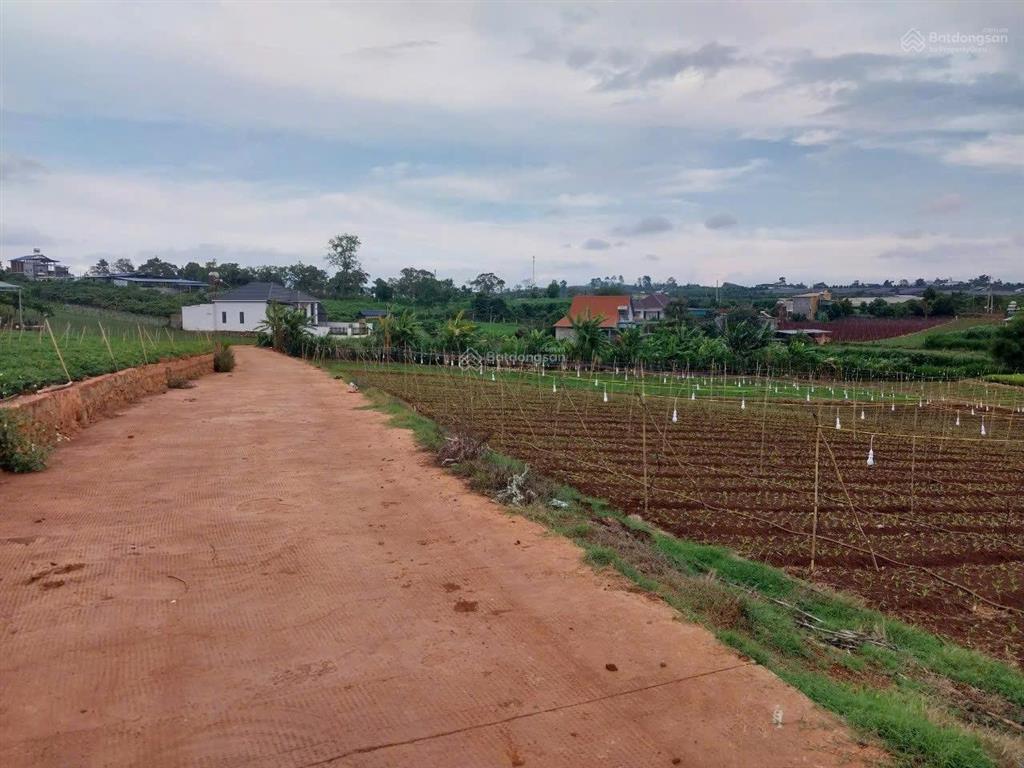 Bán hơn 1 hecta đất nông nghiệp xe ôtô tận nơi tại bồng lai, hiệp thạnh, đức trọng, lđ. giá 14,7 tỷ
