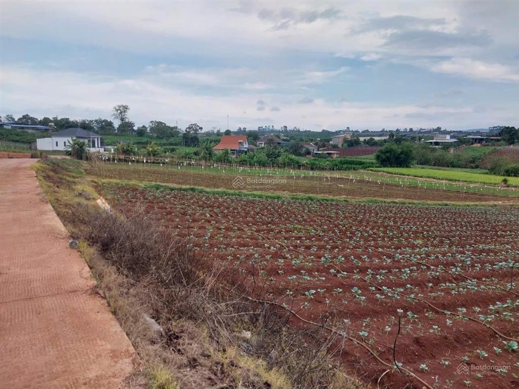 Bán hơn 1 hecta đất nông nghiệp xe ôtô tận nơi tại bồng lai, hiệp thạnh, đức trọng, lđ. giá 14,7 tỷ