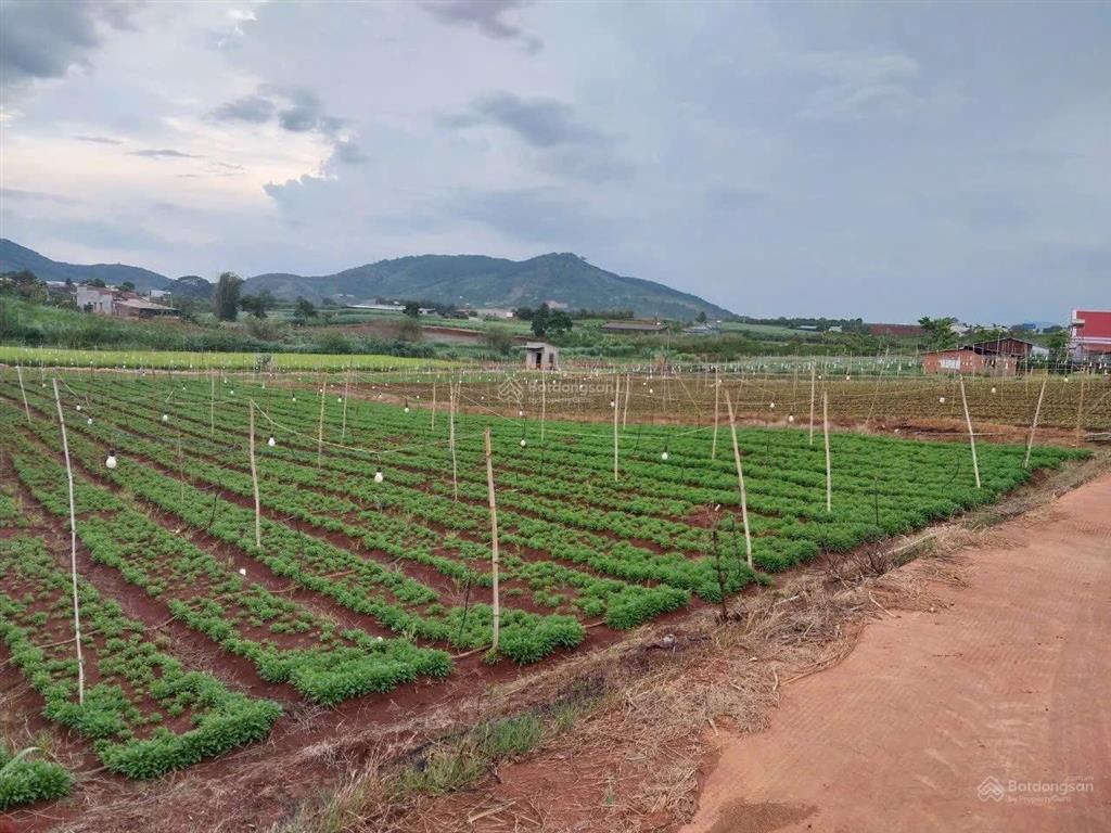 Bán hơn 1 hecta đất nông nghiệp xe ôtô tận nơi tại bồng lai, hiệp thạnh, đức trọng, lđ. giá 14,7 tỷ