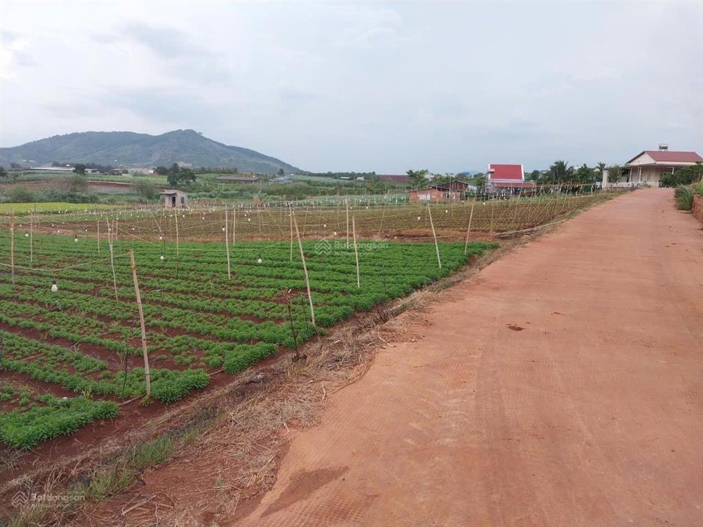 Bán hơn 1 hecta đất nông nghiệp xe ôtô tận nơi tại bồng lai, hiệp thạnh, đức trọng, lđ. giá 14,7 tỷ