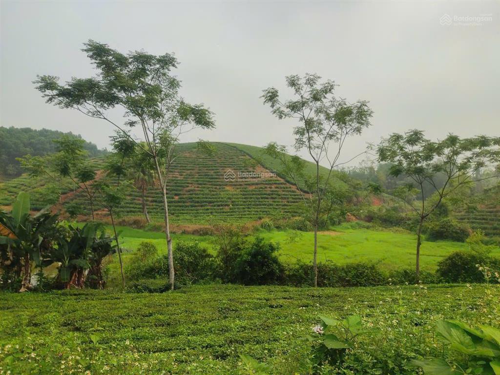 Bán trang trại siêu đẹp tại khu du lịch đồi trè siêu đẹp. view hồ điều hòa, lưng tựa đồi trè sổ đỏ.