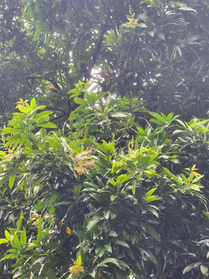 Cho thuê nhà mặt phố đào tấn, chính chủ