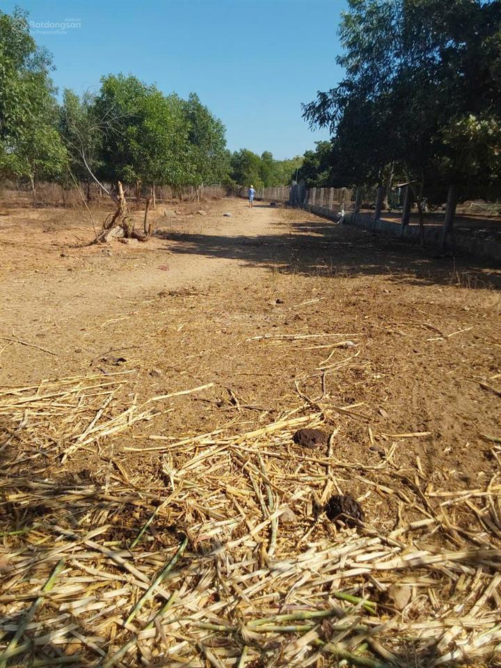 Bán đất thiện nghiệp  phan thiết, giá chỉ 1,6 tỷ