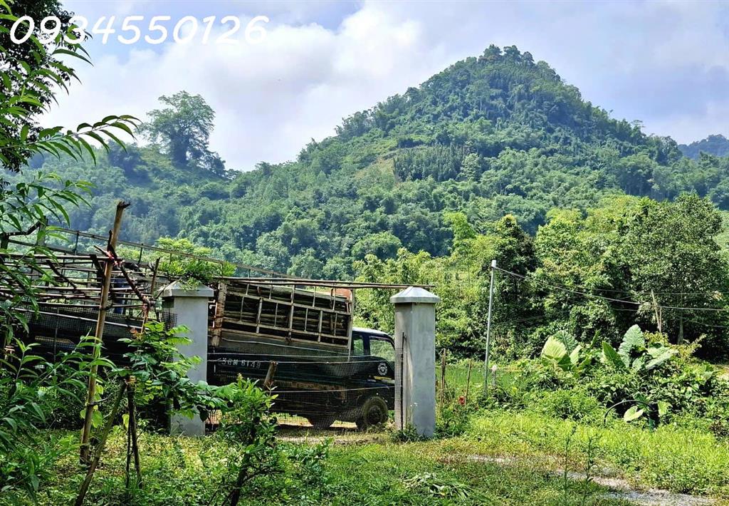 Chính chủ cần bán nhà vườn, trang trại xã Mường Bi, Phú Thọ, DT 953,8m2, giá 1,85 tỷ