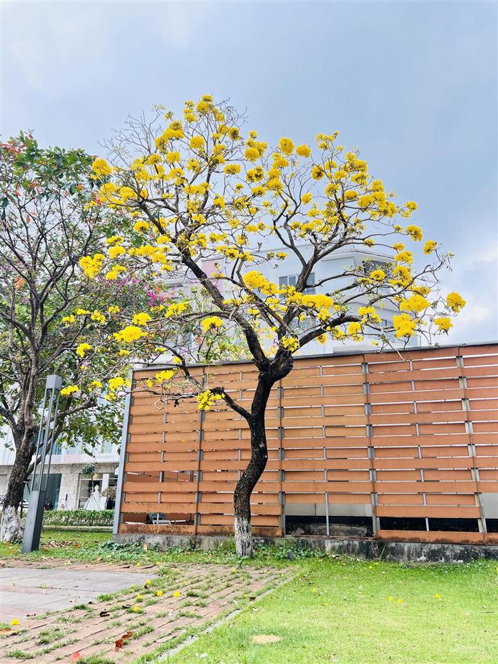 Bán lô thổ cư trục chính khu phố cung kiệm phường nhân hoà tỉnh bắc ninh giá chỉ hơn 2 tỷ mặt 4,5m