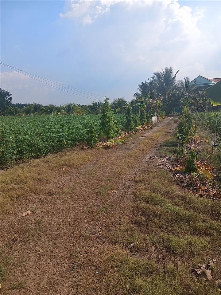 Bán đất 2600m2 (80x40) xã phan,dương minh châu, tây ninh. giá chỉ 3 tỷ hết đất