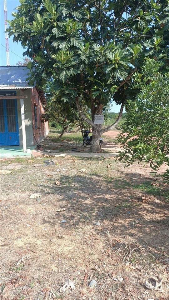 Chính chủ bán nhà mặt tiền cấp 4 và đất rộng 10mx70m vuông vức, đường dh1 xã cầu khởi